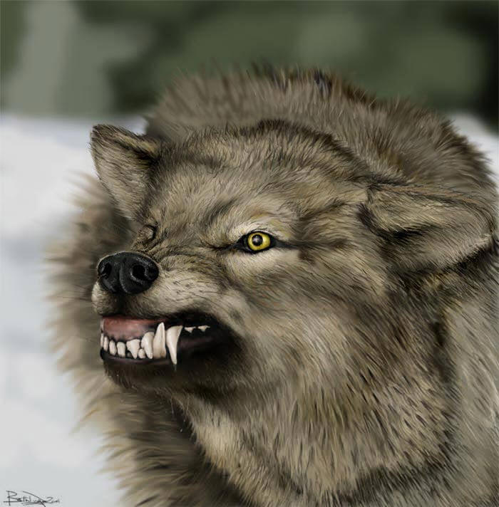 wolf-angry3.jpg