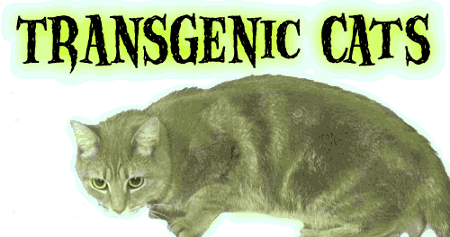 Transgenic Cats